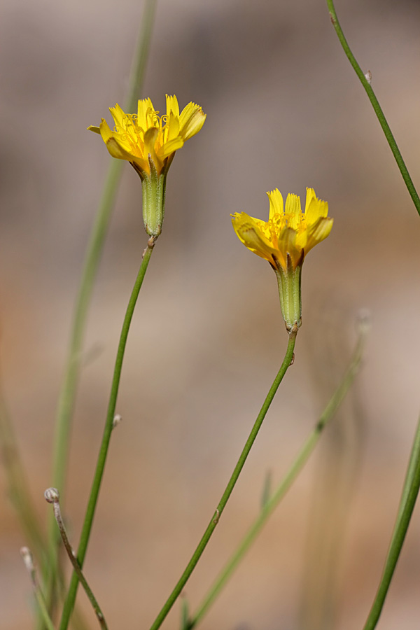 Изображение особи Chondrilla lejosperma.