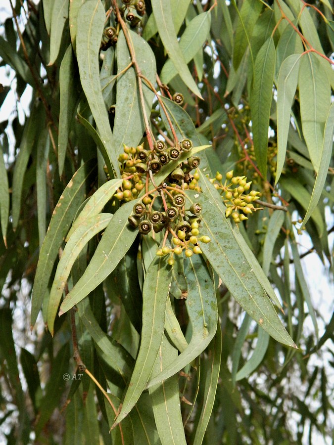 Image of genus Eucalyptus specimen.