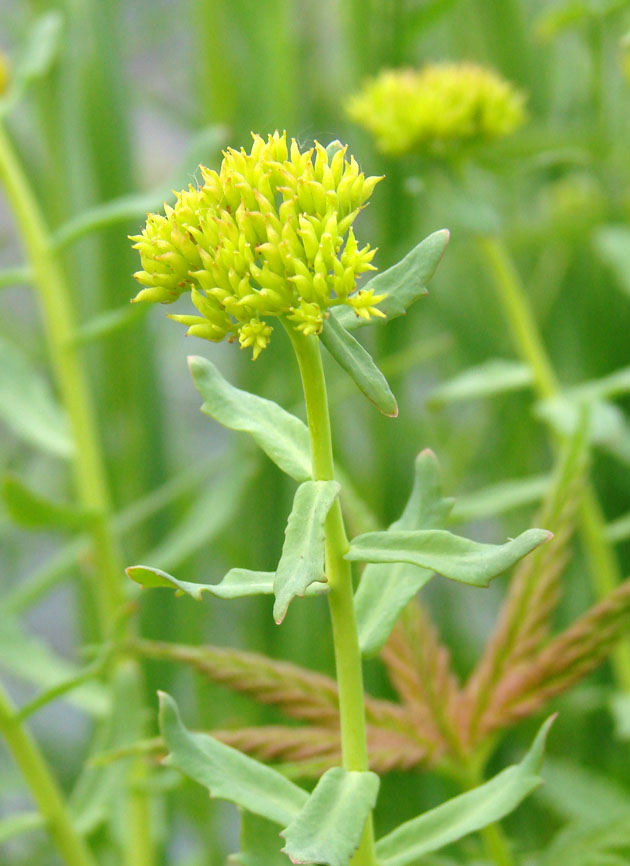 Изображение особи Rhodiola rosea.