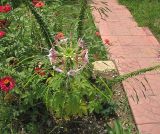 Tarenaya hassleriana. Цветущее растение на газоне. Абхазия, Гудаутский р-н, г. Новый Афон, Приморский парк. 18 августа 2009 г.