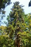 Sequoia sempervirens. Взрослое дерево. Абхазия, Сухуми, Сухумский ботанический сад. 19.08.2015.