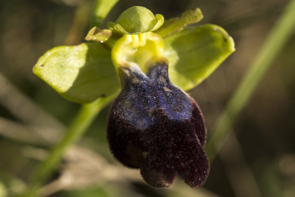 Изображение особи Ophrys fusca ssp. iricolor.