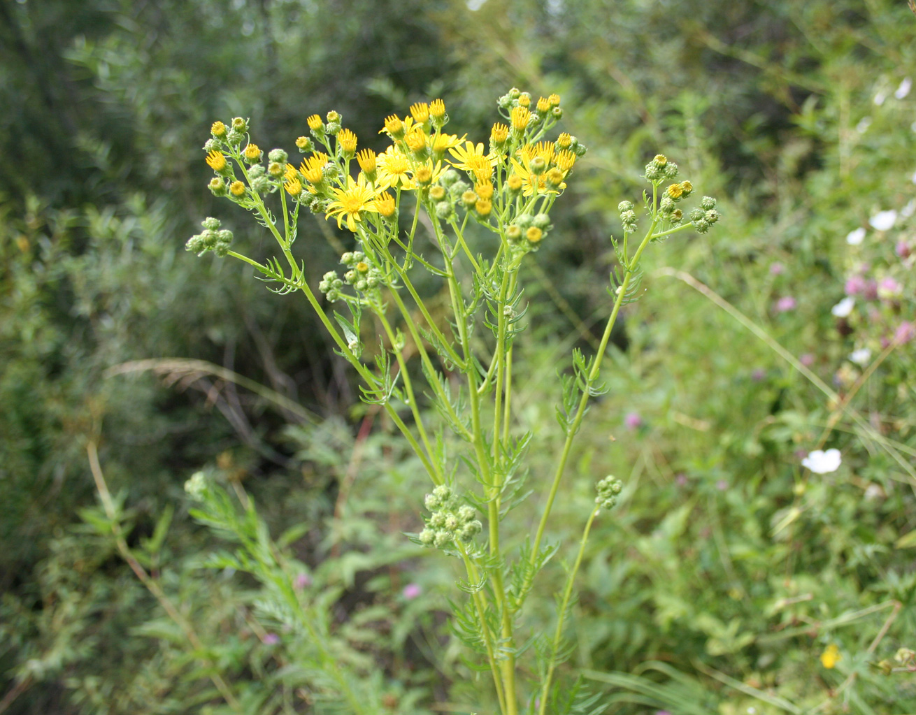 Image of Senecio erucifolius specimen.