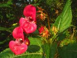 Impatiens glandulifera