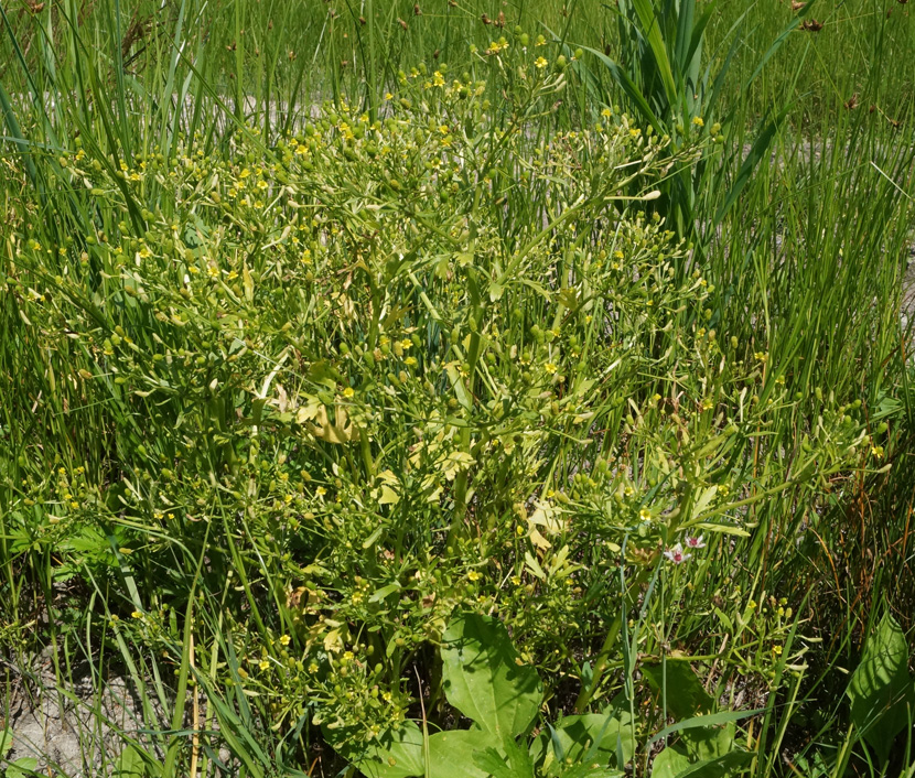 Изображение особи Ranunculus sceleratus.