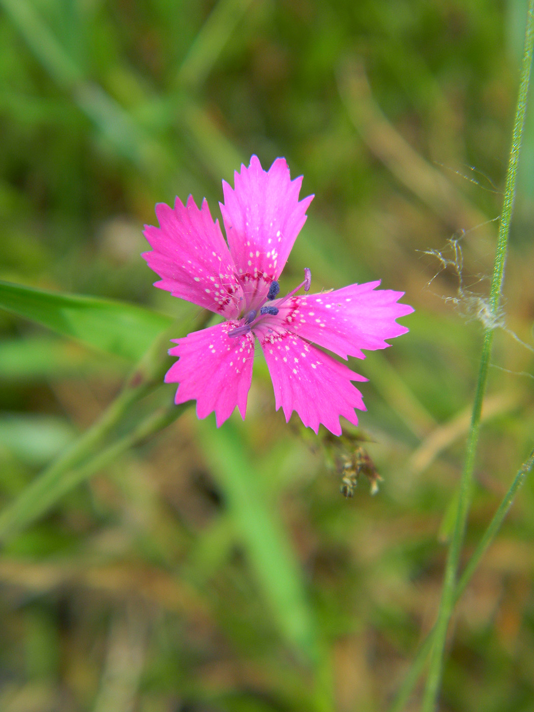 Image of Dianthus deltoides specimen.