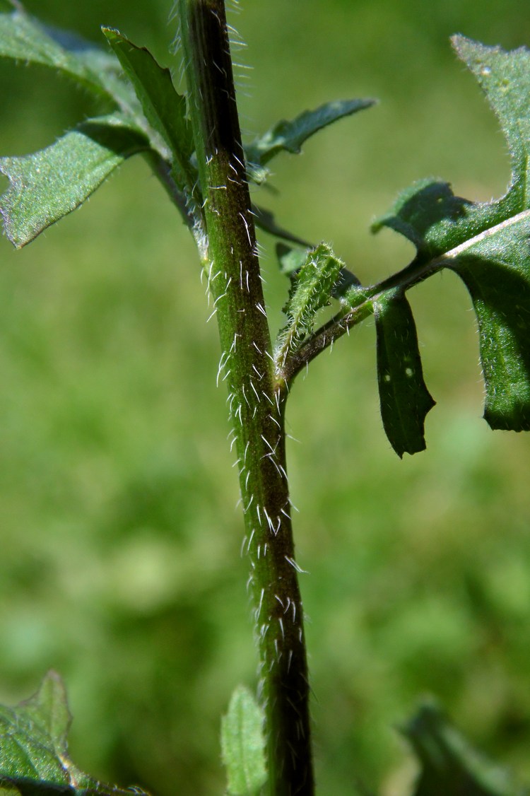 Image of Sisymbrium loeselii specimen.