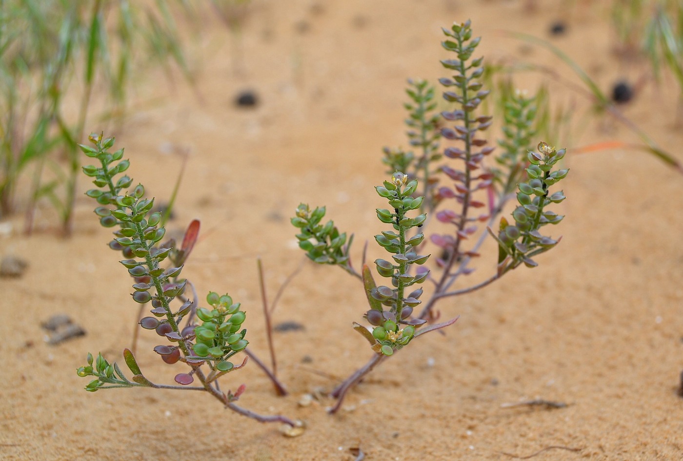 Изображение особи Alyssum turkestanicum var. desertorum.