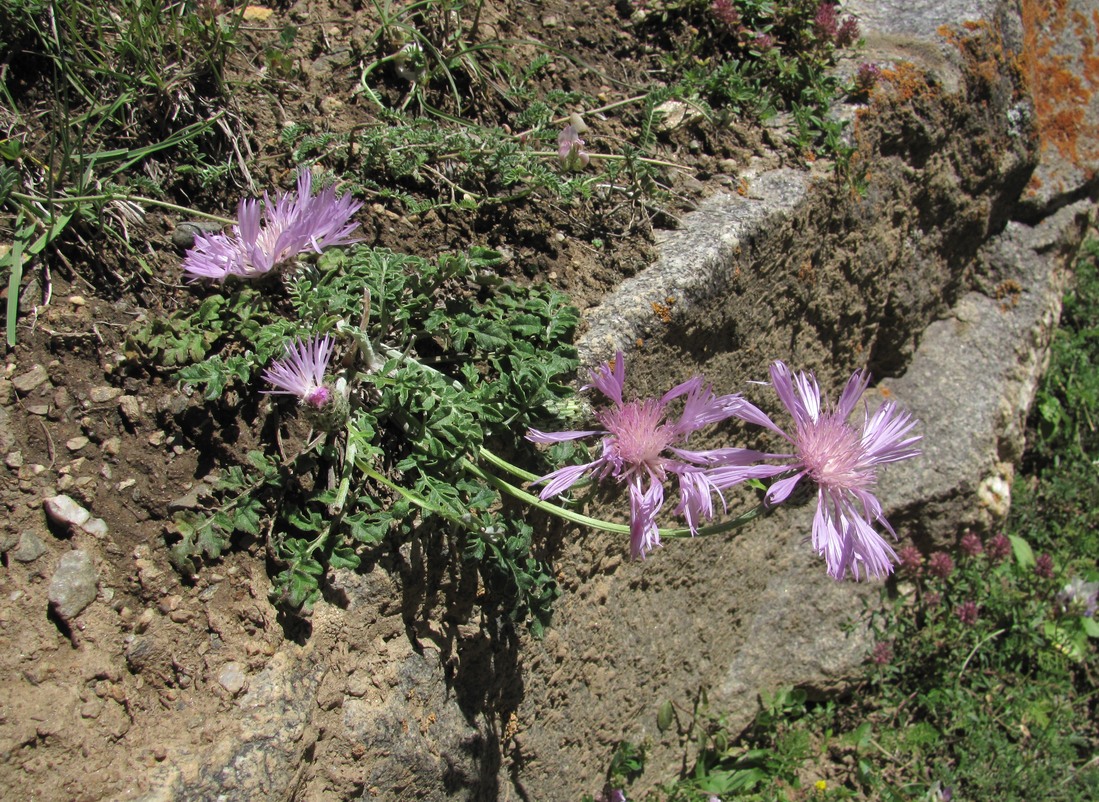 Изображение особи Psephellus salviifolius.