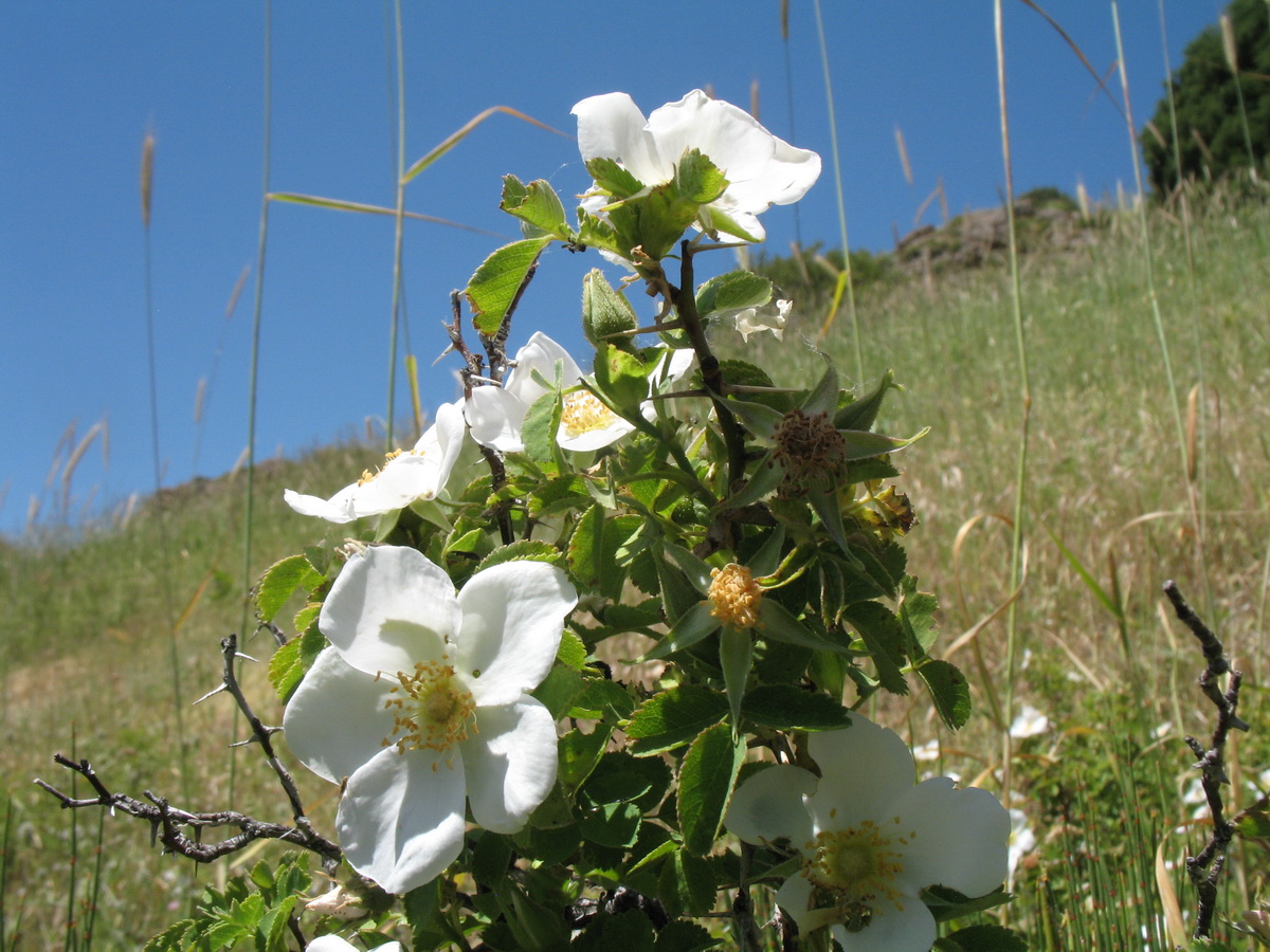 Image of Rosa nanothamnus specimen.