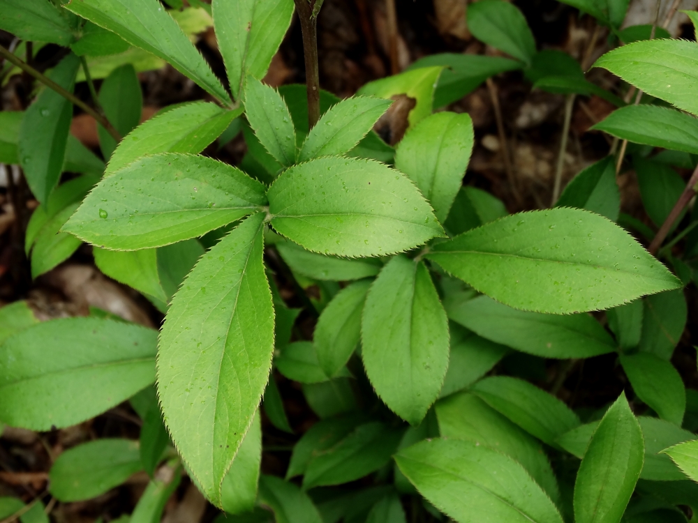 Image of Atractylodes ovata specimen.