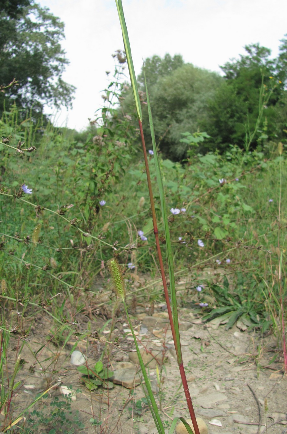 Image of Setaria pumila specimen.