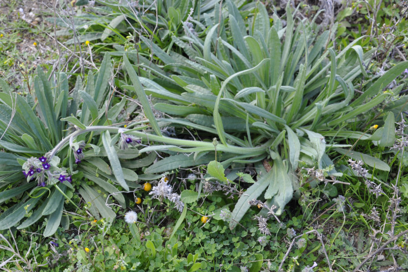 Изображение особи Anchusa officinalis.