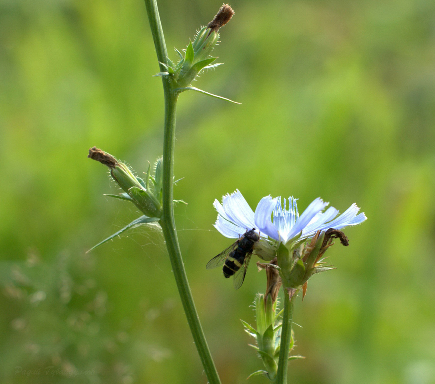 Image of Cichorium intybus specimen.