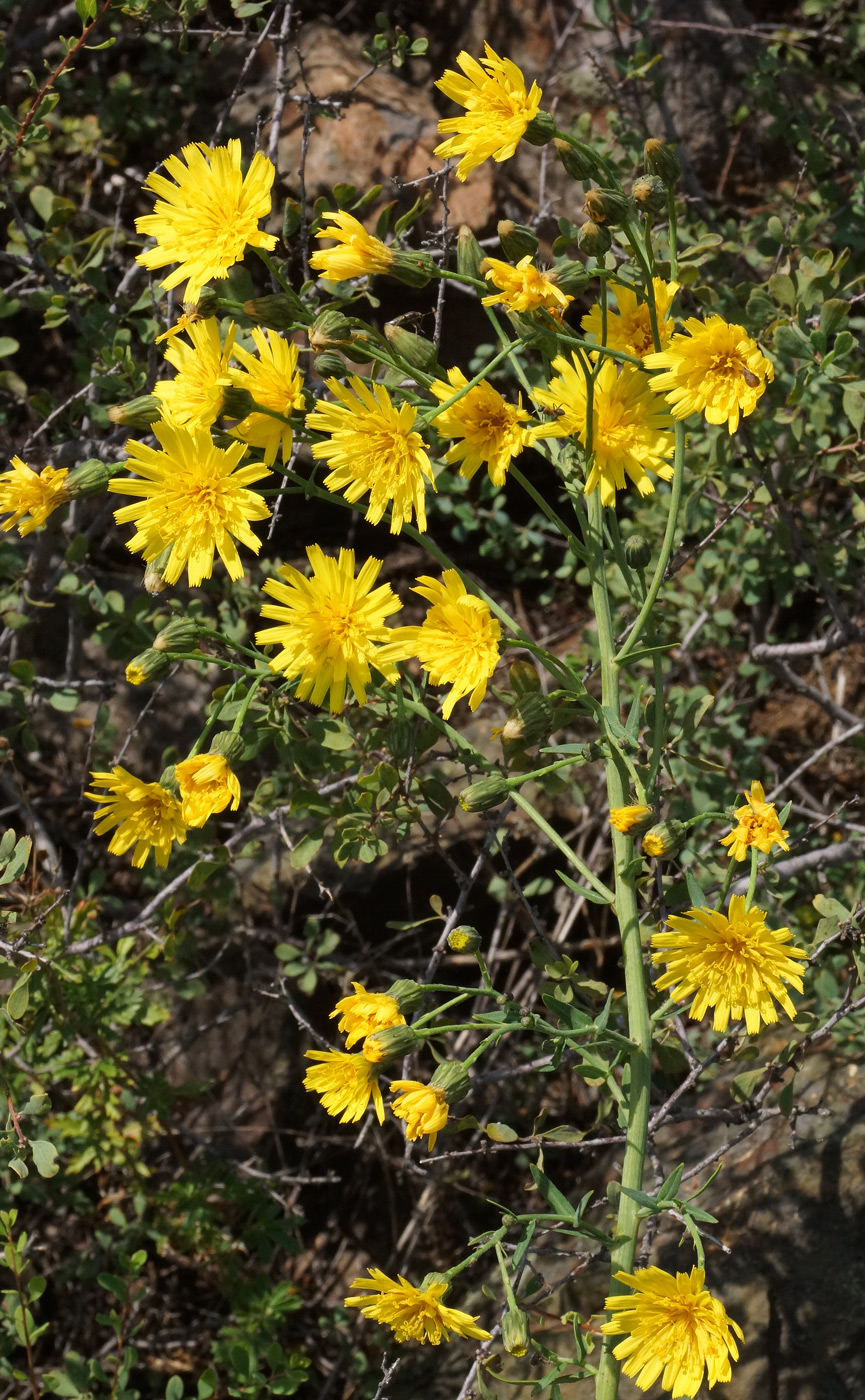 Изображение особи Hieracium robustum.