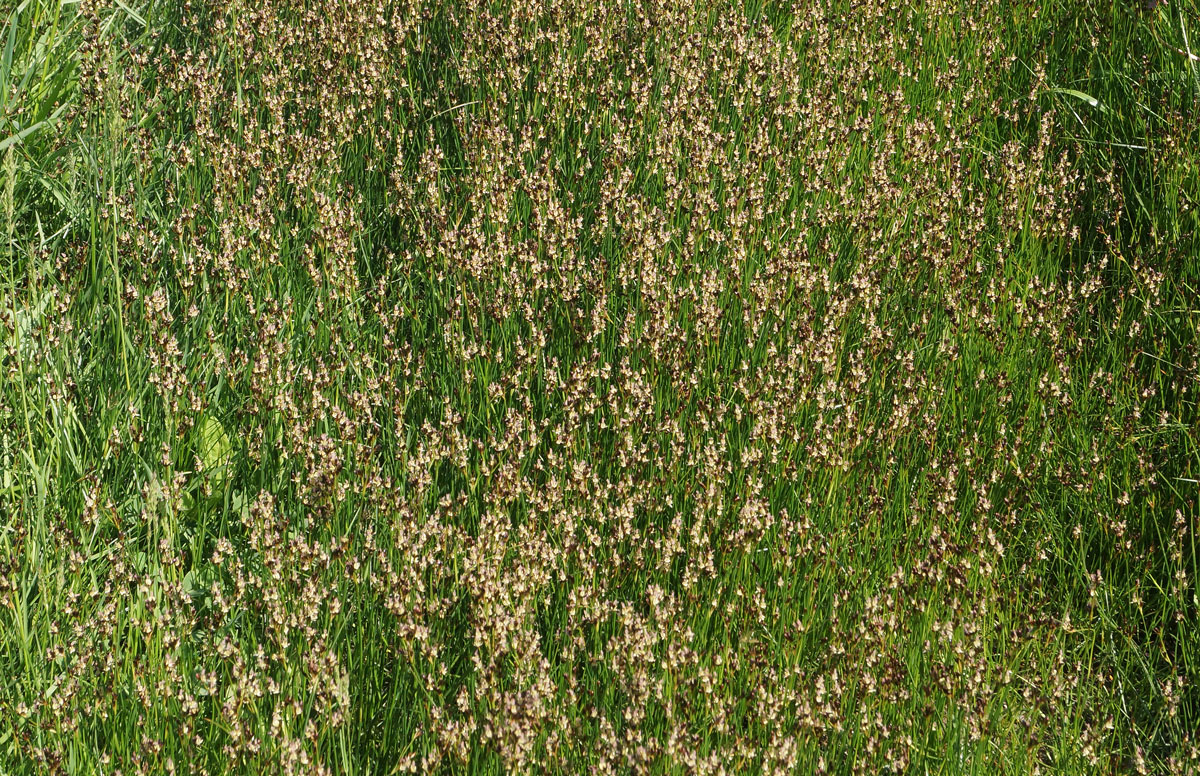 Image of Juncus gerardi specimen.