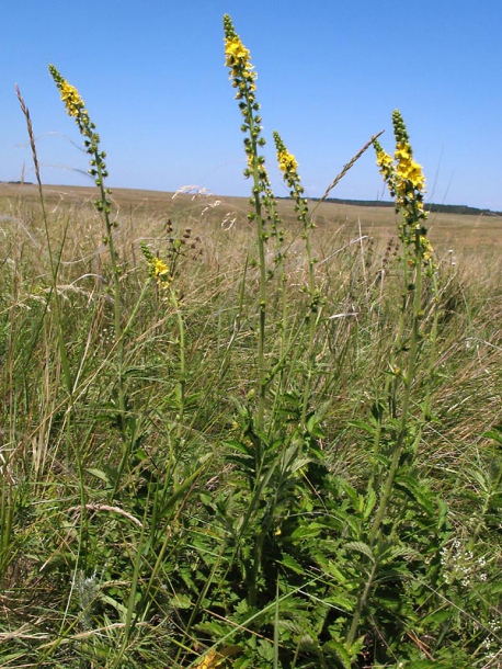 Изображение особи Agrimonia eupatoria.