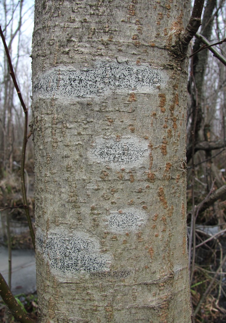 Image of familia Lecideaceae specimen.