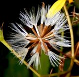 Senecio propinquus