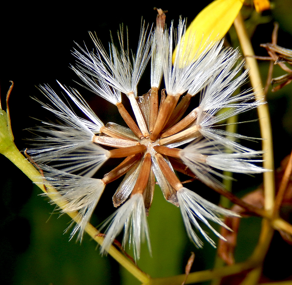 Image of Senecio propinquus specimen.