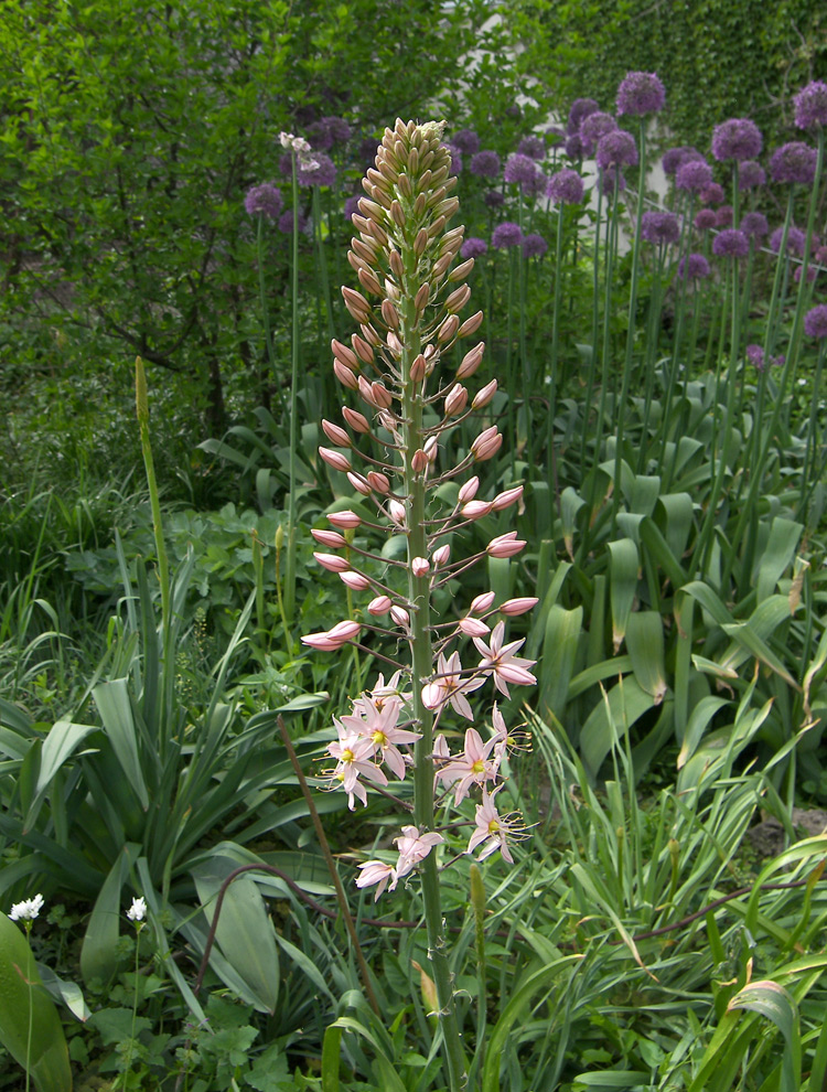 Image of Eremurus aitchisonii specimen.