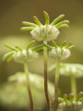 Marchantia polymorpha