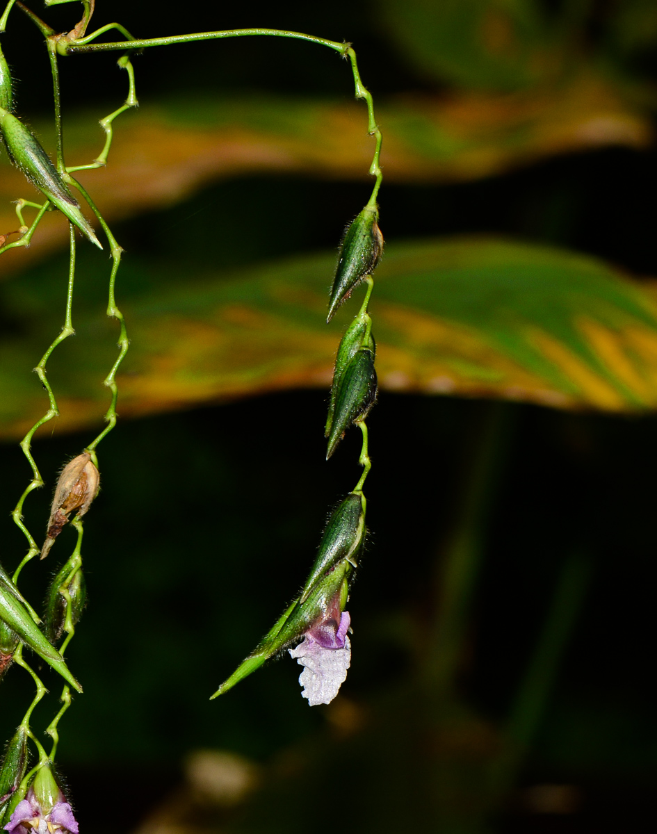 Image of Thalia geniculata specimen.