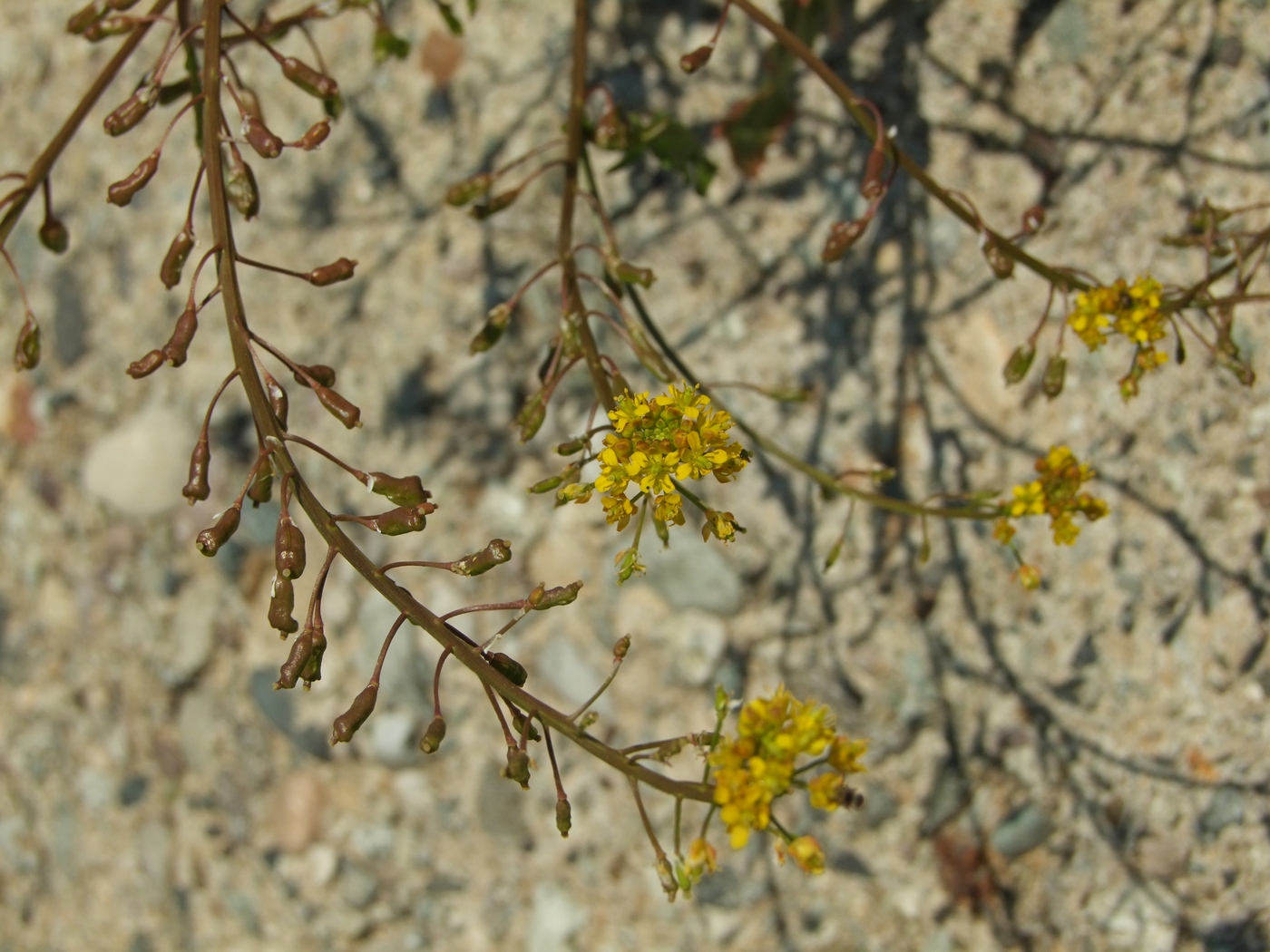 Image of Rorippa palustris specimen.