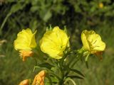 genus Oenothera