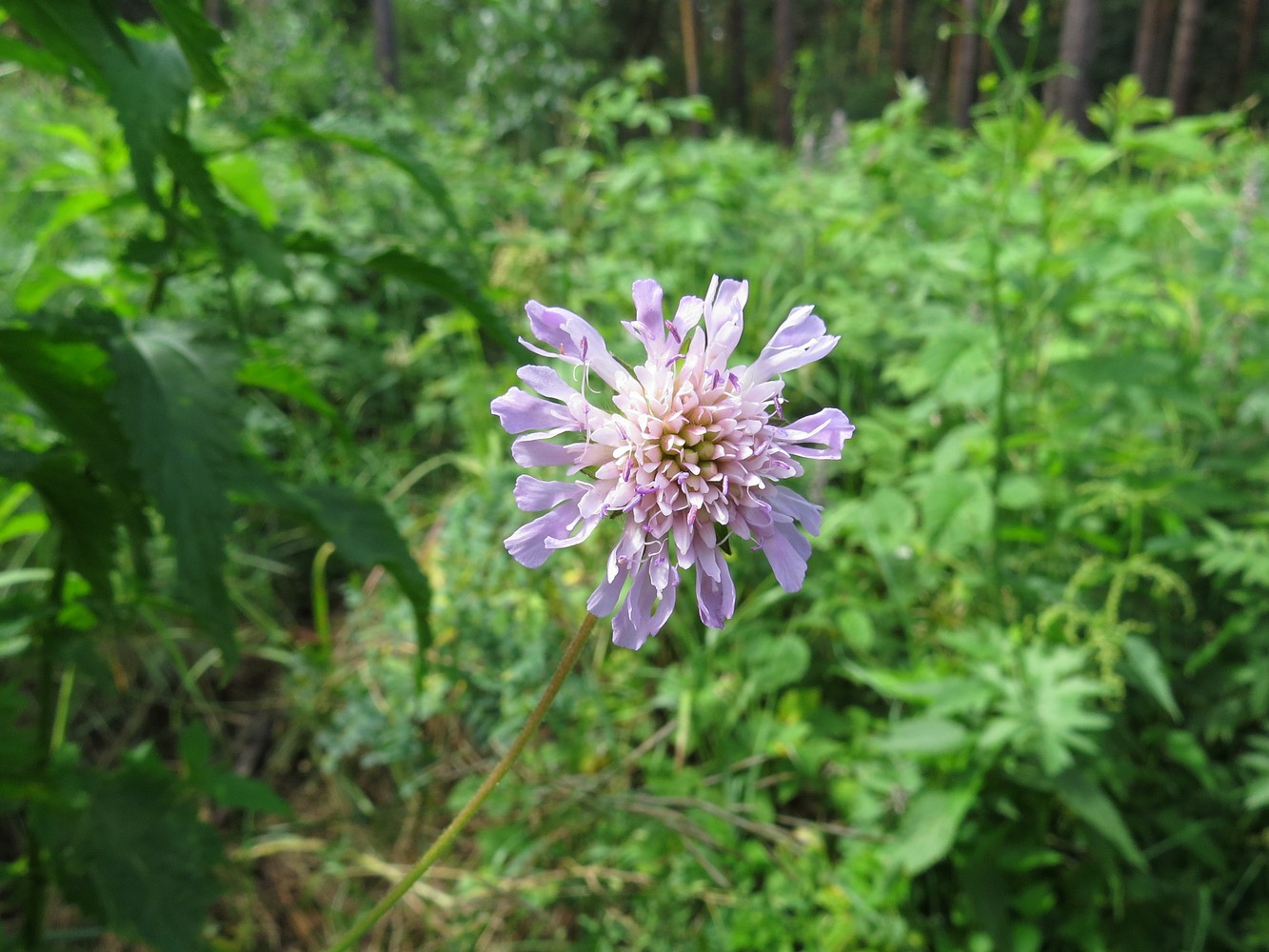 Изображение особи Knautia arvensis.