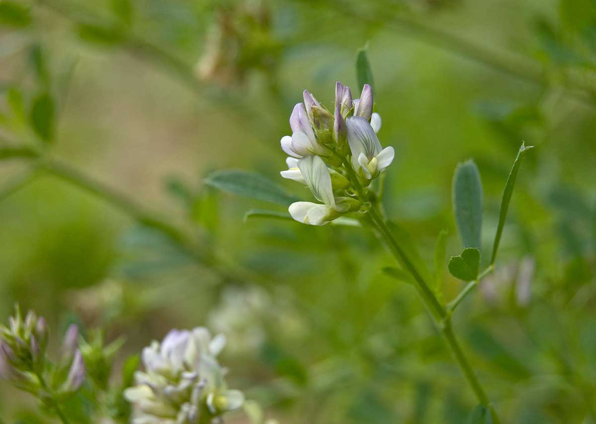 Image of Medicago &times; varia specimen.