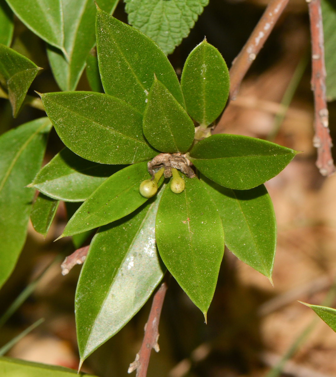 Изображение особи Bonellia macrocarpa.