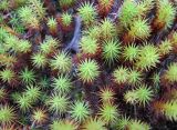 Polytrichum juniperinum