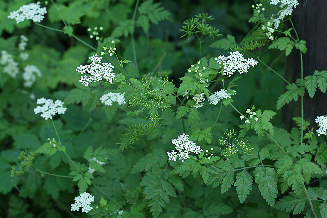 Image of Chaerophyllum temulum specimen.