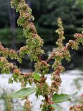 Rumex obtusifolius. Часть соплодия. Беларусь, Минская обл., Дзержинский р-н, Негорельский сельский совет, недалеко от остановочного пункта Асино, берег лесного озера. 15.07.2017.