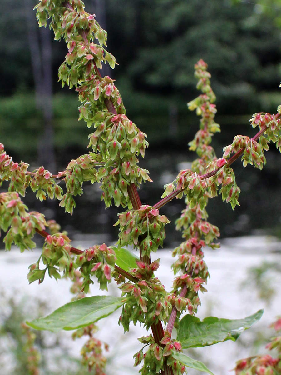 Изображение особи Rumex obtusifolius.