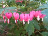 Dicentra spectabilis