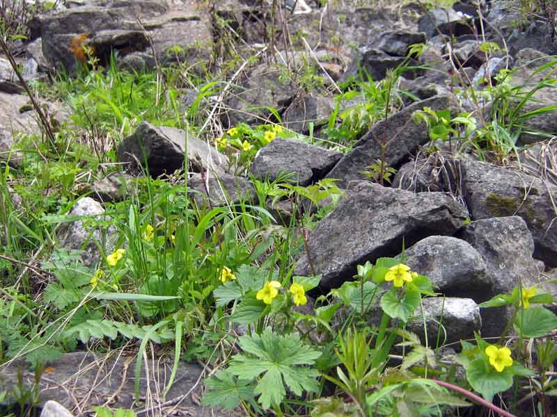 Изображение особи Viola acutifolia.