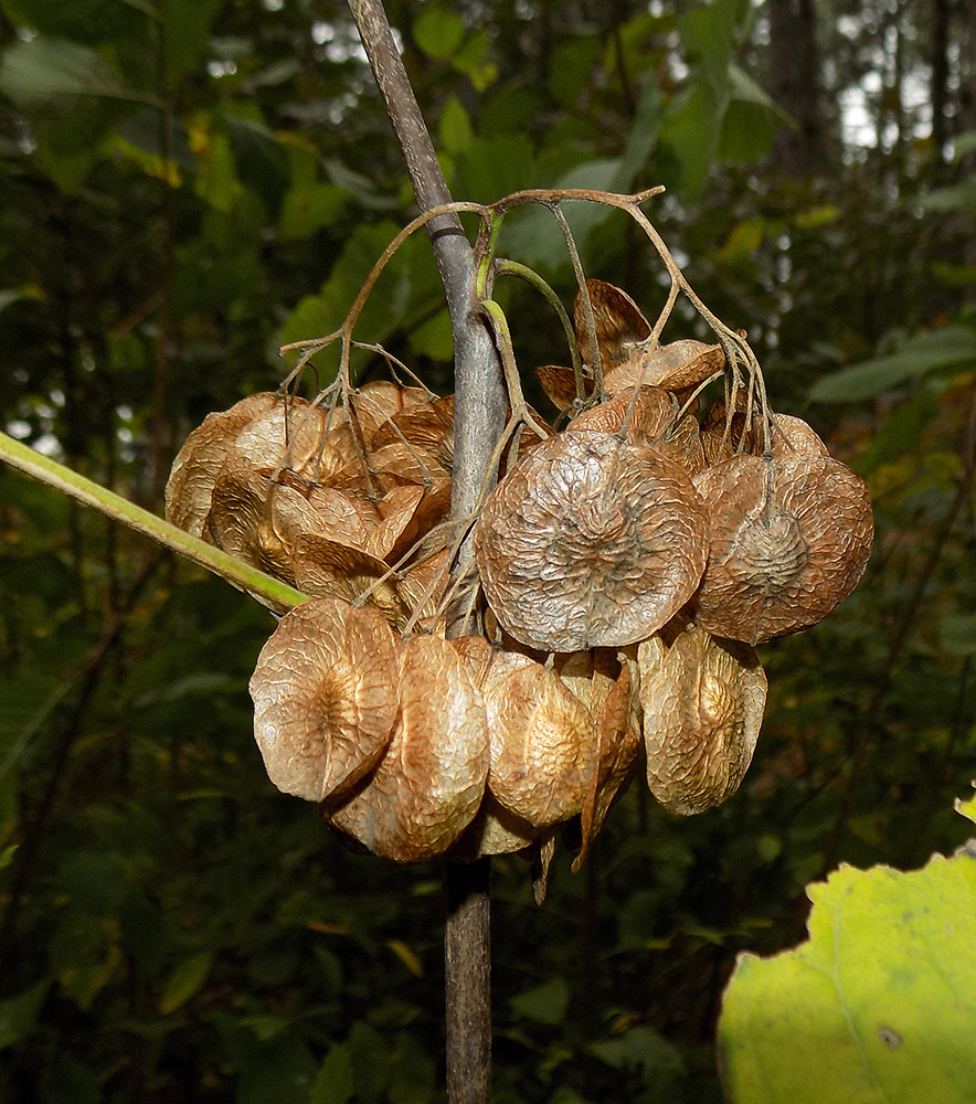 Image of Ptelea trifoliata specimen.