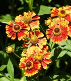 Helenium autumnale