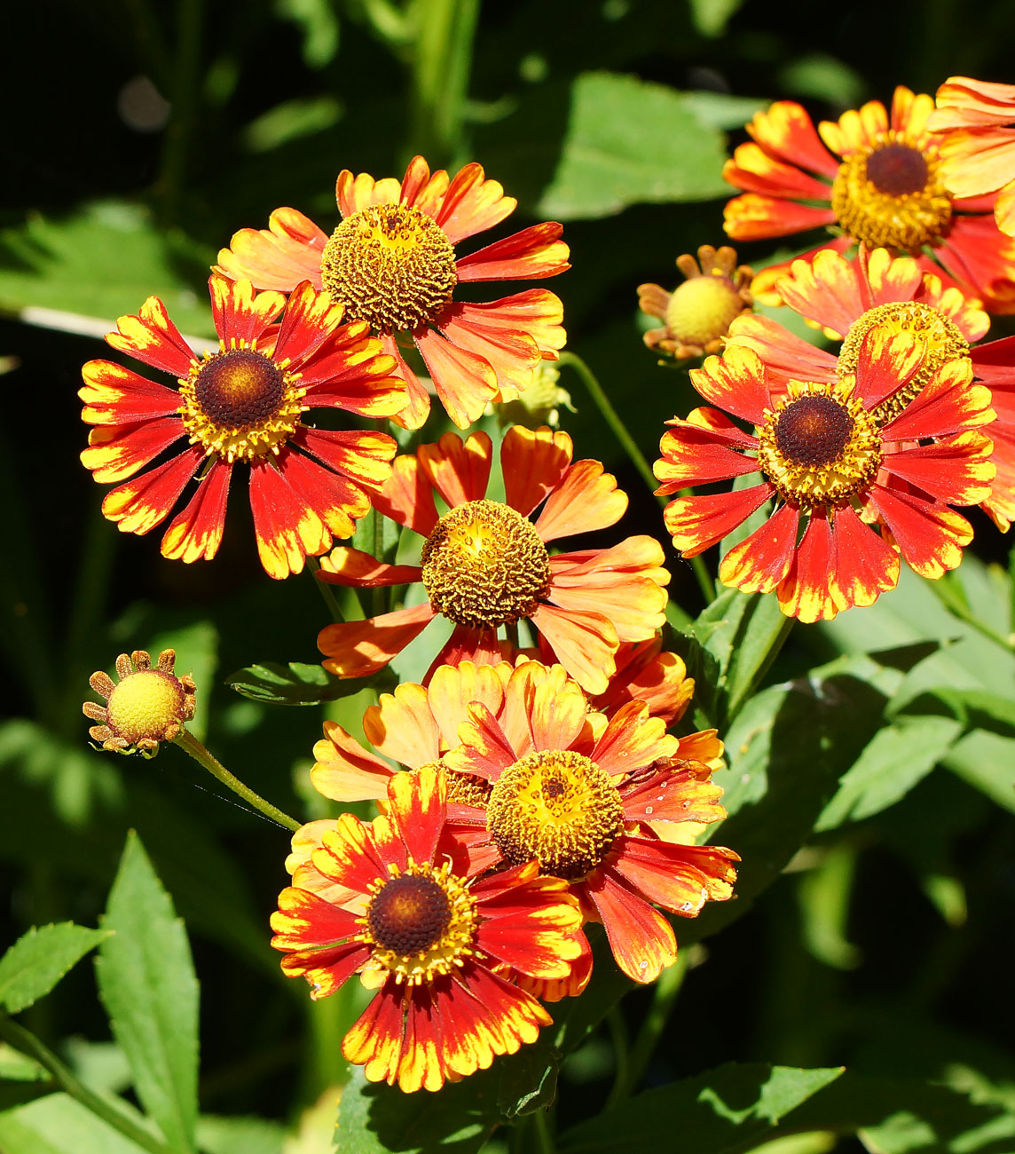 Image of Helenium autumnale specimen.