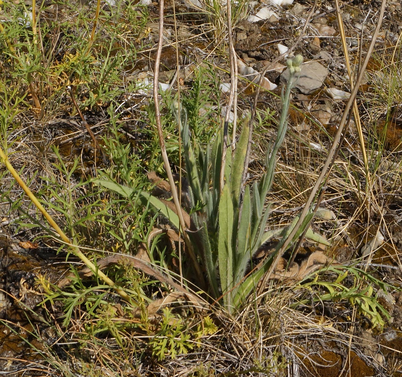 Изображение особи Pilosella procera.