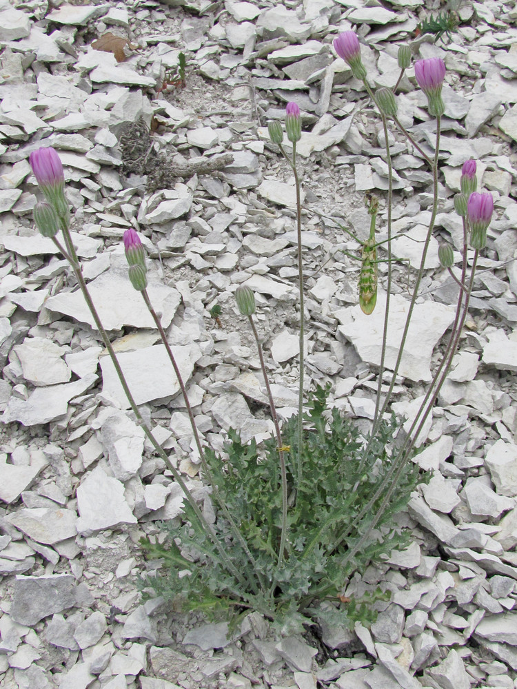 Image of Lagoseris purpurea specimen.