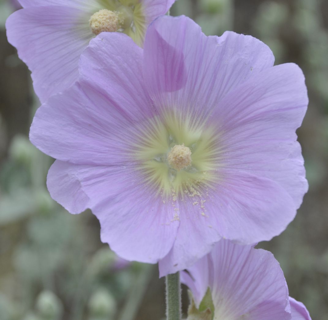 Изображение особи Alcea pallida.