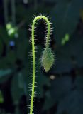 Papaver rhoeas. Побег с бутоном. Пермский край, г. Пермь, Кировский р-н, разнотравный газон у жилого дома. 21.07.2018.