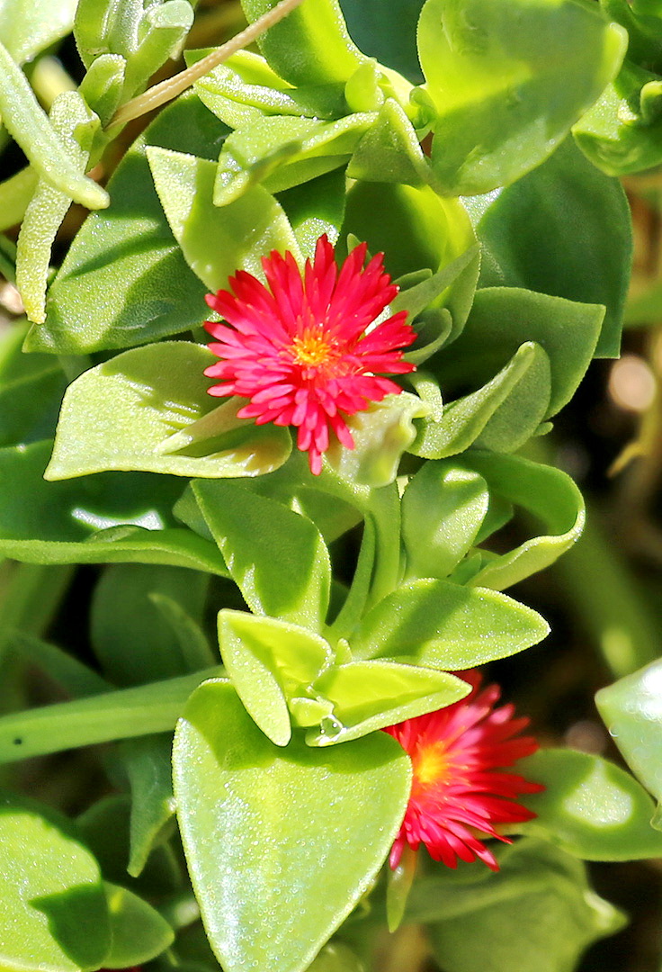 Image of Aptenia &times; vascosilvae specimen.