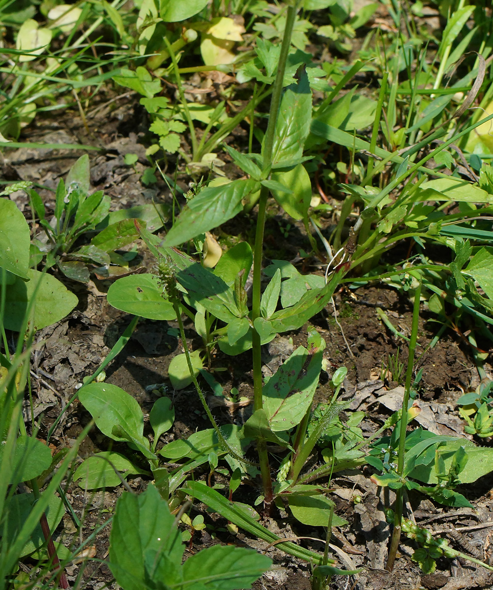 Image of Epilobium adenocaulon specimen.