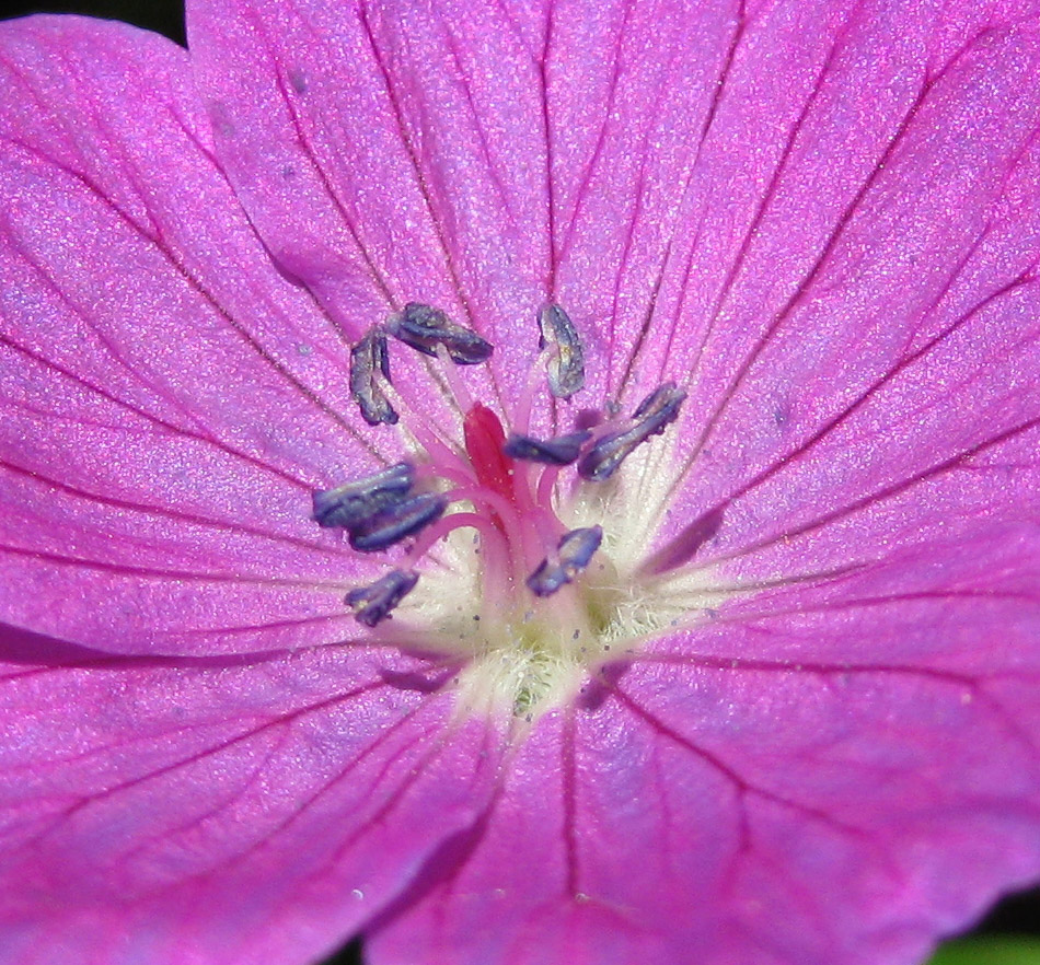 Image of Geranium sanguineum specimen.