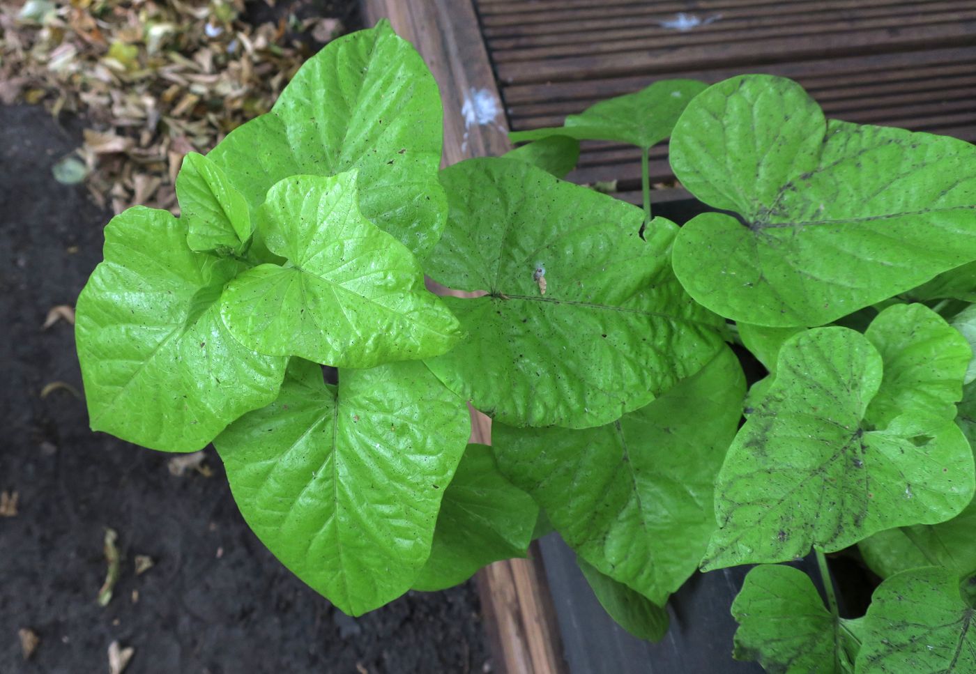 Image of Ipomoea batatas specimen.