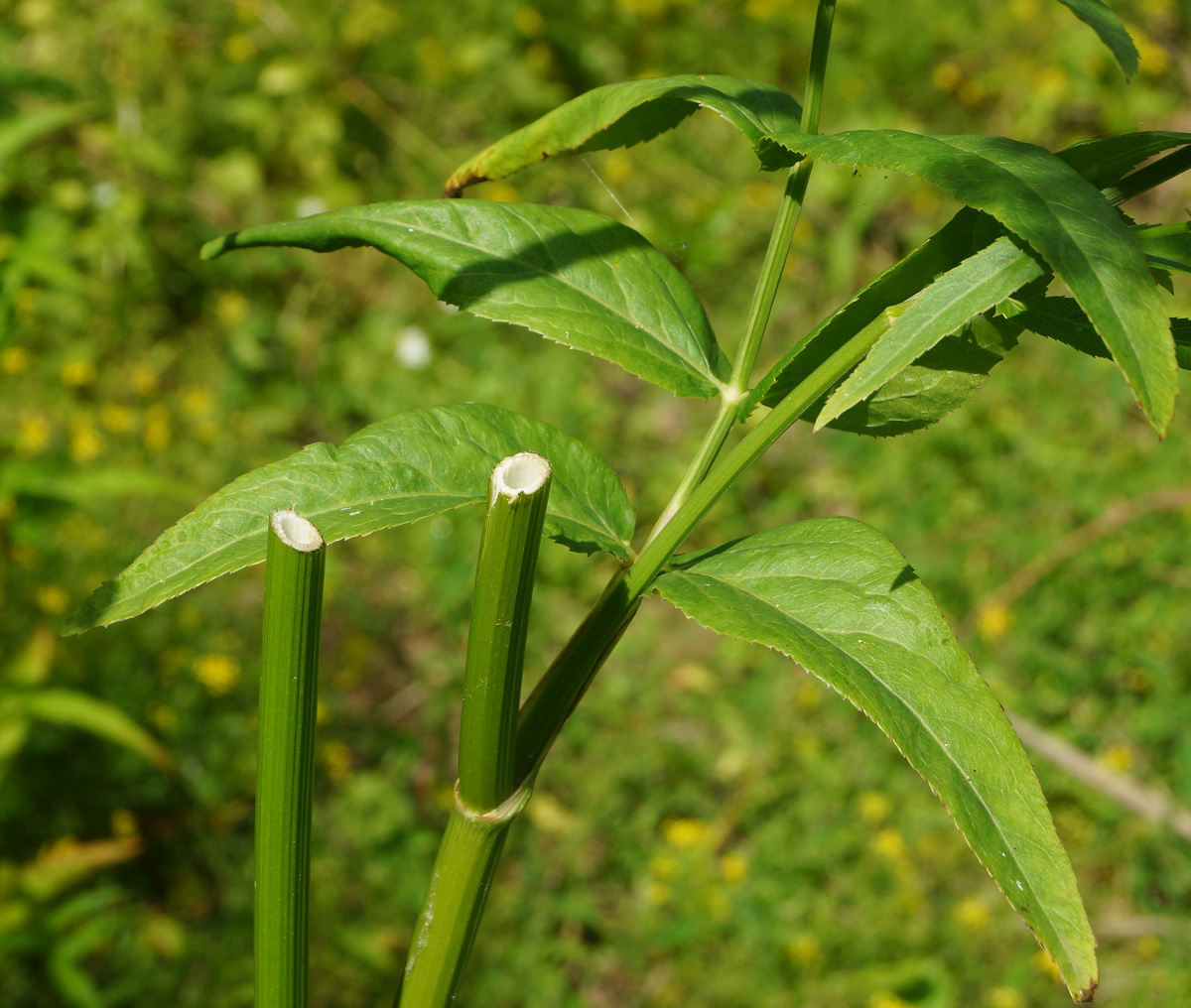 Image of Sium latifolium specimen.